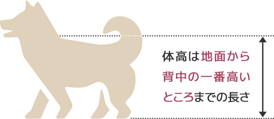 体高は地面から背中の一番高いところまでの長さ